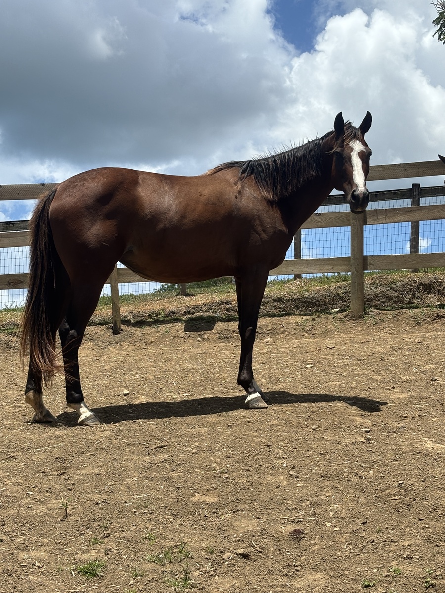 Respondedora, 7yo Thoroughbred mare, 14.3hh