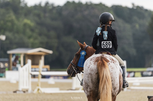 Frosted Flakes, 5yo Appaloosa Draft Horse Cross gelding, 15.3hh