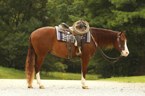 Jacs Red Ryder (Maserati), 6yo AQHA Quarter Horse gelding, 14.3hh