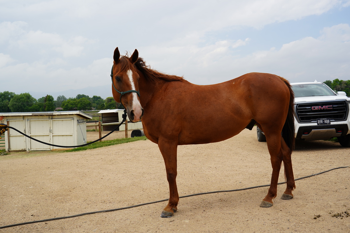 Chet, 17yo American Quarter Horse gelding, 16.0hh