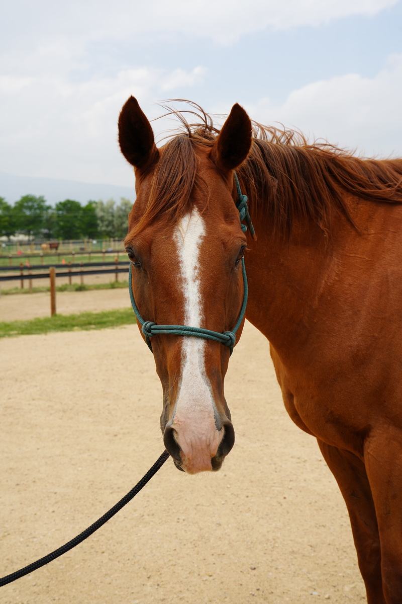 Chet, 17yo American Quarter Horse gelding, 16.0hh