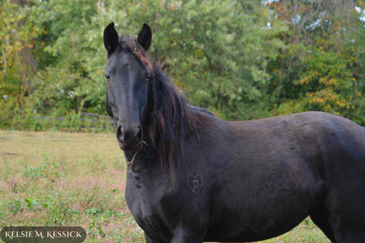Zendetta, 6yo Rocky Mountain Horse mare, 14.1hh
