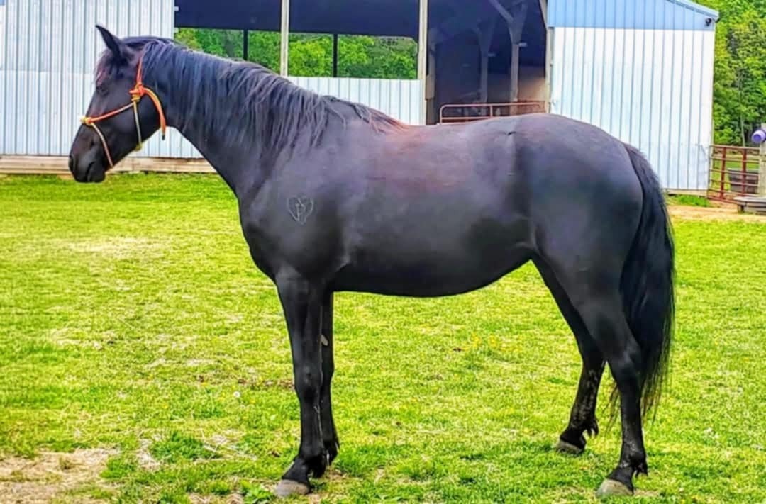 Zendetta, 6yo Rocky Mountain Horse mare, 14.1hh