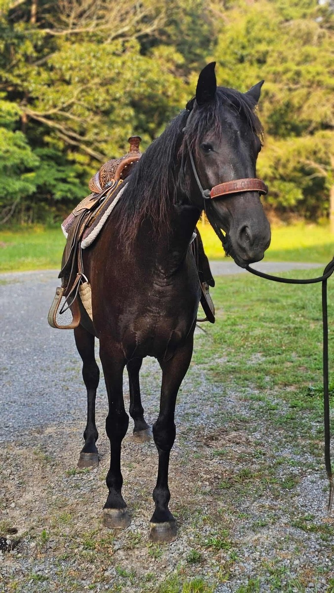 Zendetta, 6yo Rocky Mountain Horse mare, 14.1hh