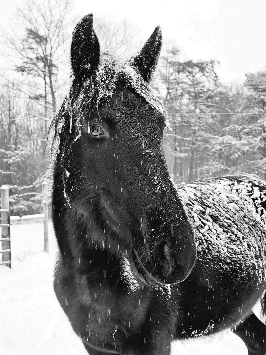 Zendetta, 6yo Rocky Mountain Horse mare, 14.1hh