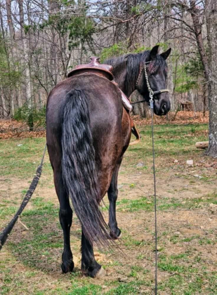 Zendetta, 6yo Rocky Mountain Horse mare, 14.1hh