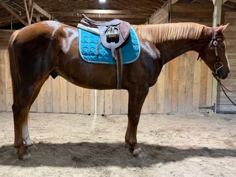 Saint, 5yo AQHA Quarter Horse gelding, 15.1hh