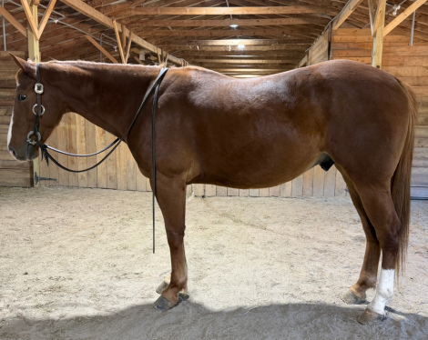 Saint, 5yo AQHA Quarter Horse gelding, 15.1hh