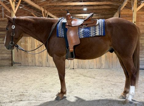 Saint, 5yo AQHA Quarter Horse gelding, 15.1hh