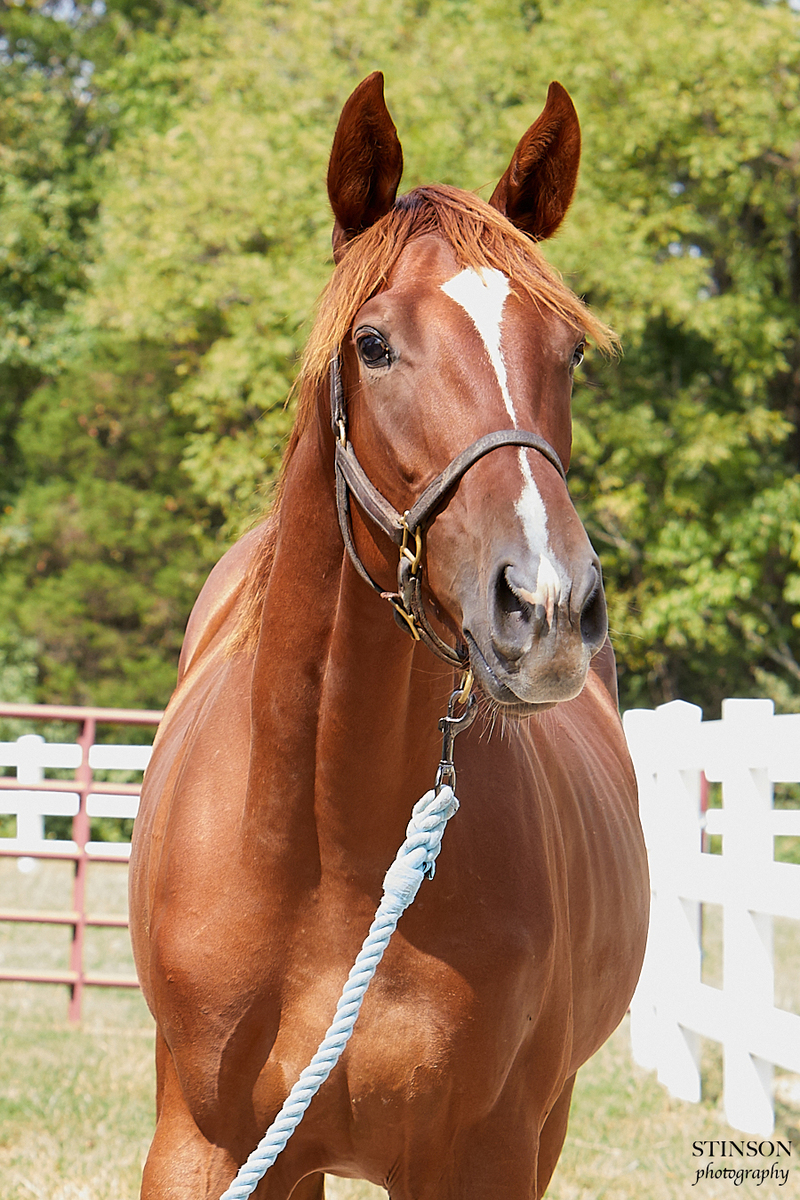 25 Saintly Sister, 1yo Thoroughbred gelding, 15.1hh