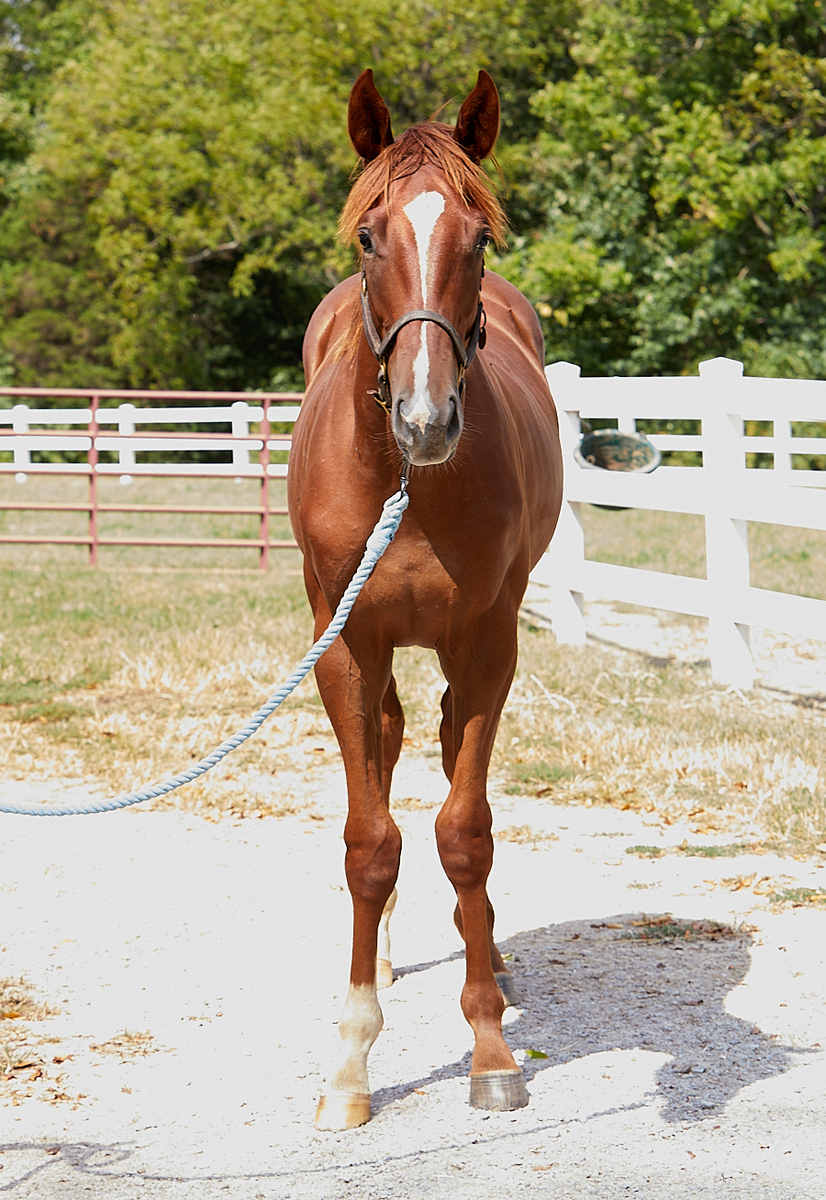 25 Saintly Sister, 1yo Thoroughbred gelding, 15.1hh
