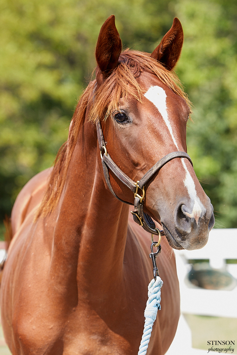 25 Saintly Sister, 1yo Thoroughbred gelding, 15.1hh