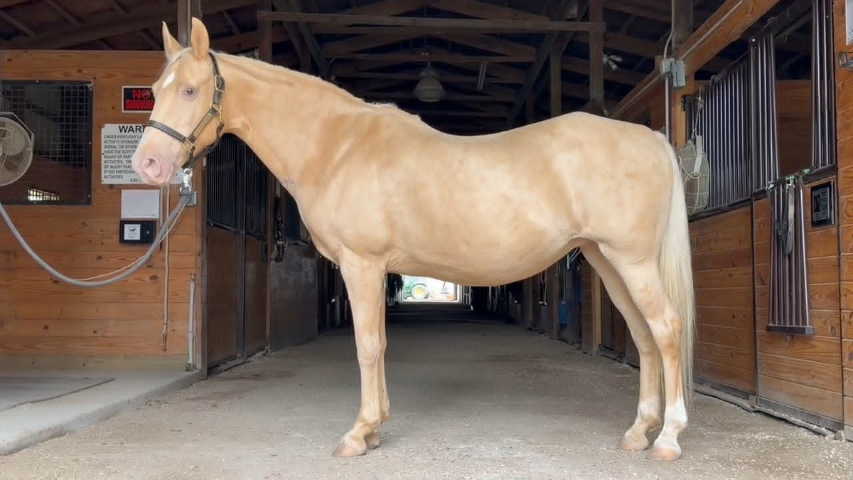 Bubbles, 13yo Tennessee Walking Horse mare, 14.2hh