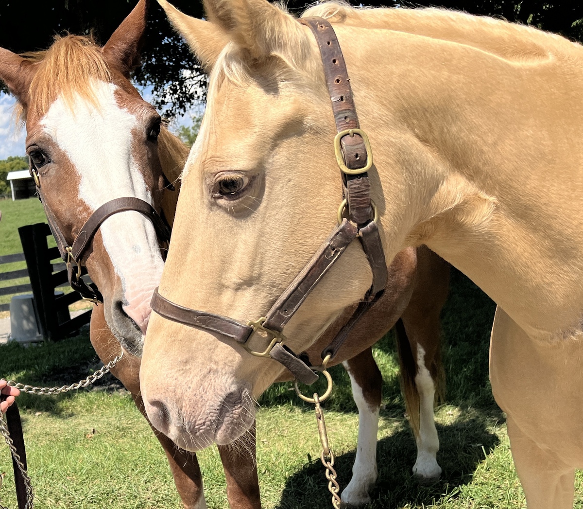 Bubbles, 13yo Tennessee Walking Horse mare, 14.2hh