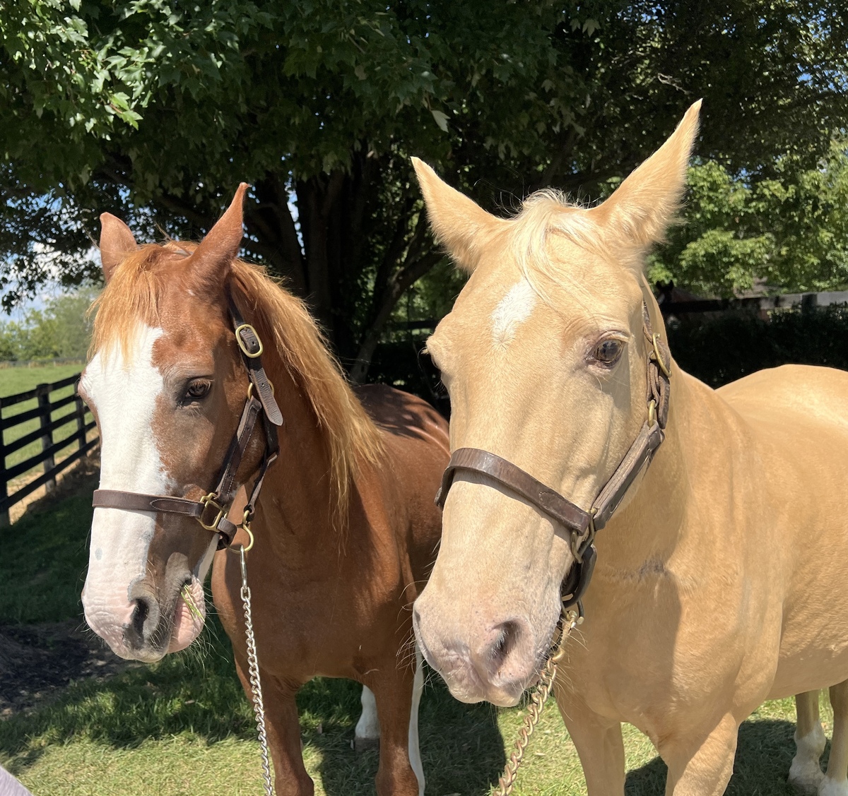 Bubbles, 13yo Tennessee Walking Horse mare, 14.2hh