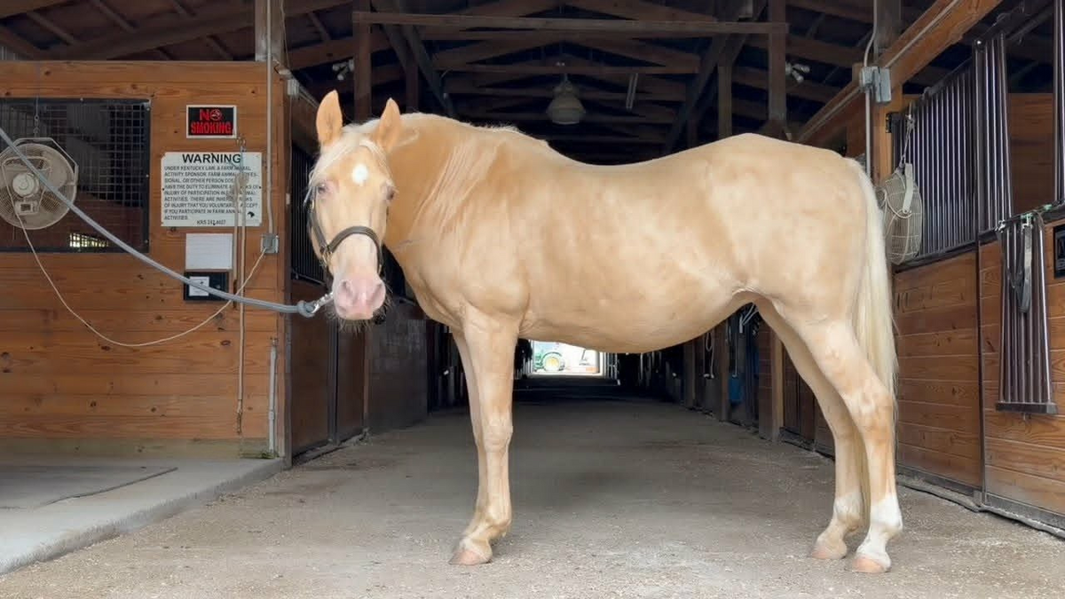 Bubbles, 13yo Tennessee Walking Horse mare, 14.2hh