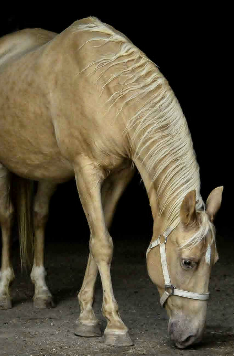 Bubbles, 13yo Tennessee Walking Horse mare, 14.2hh