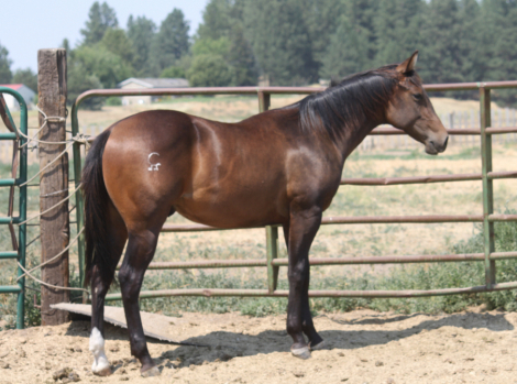 KIss the Con Man, 1yo AQHA Quarter Horse colt