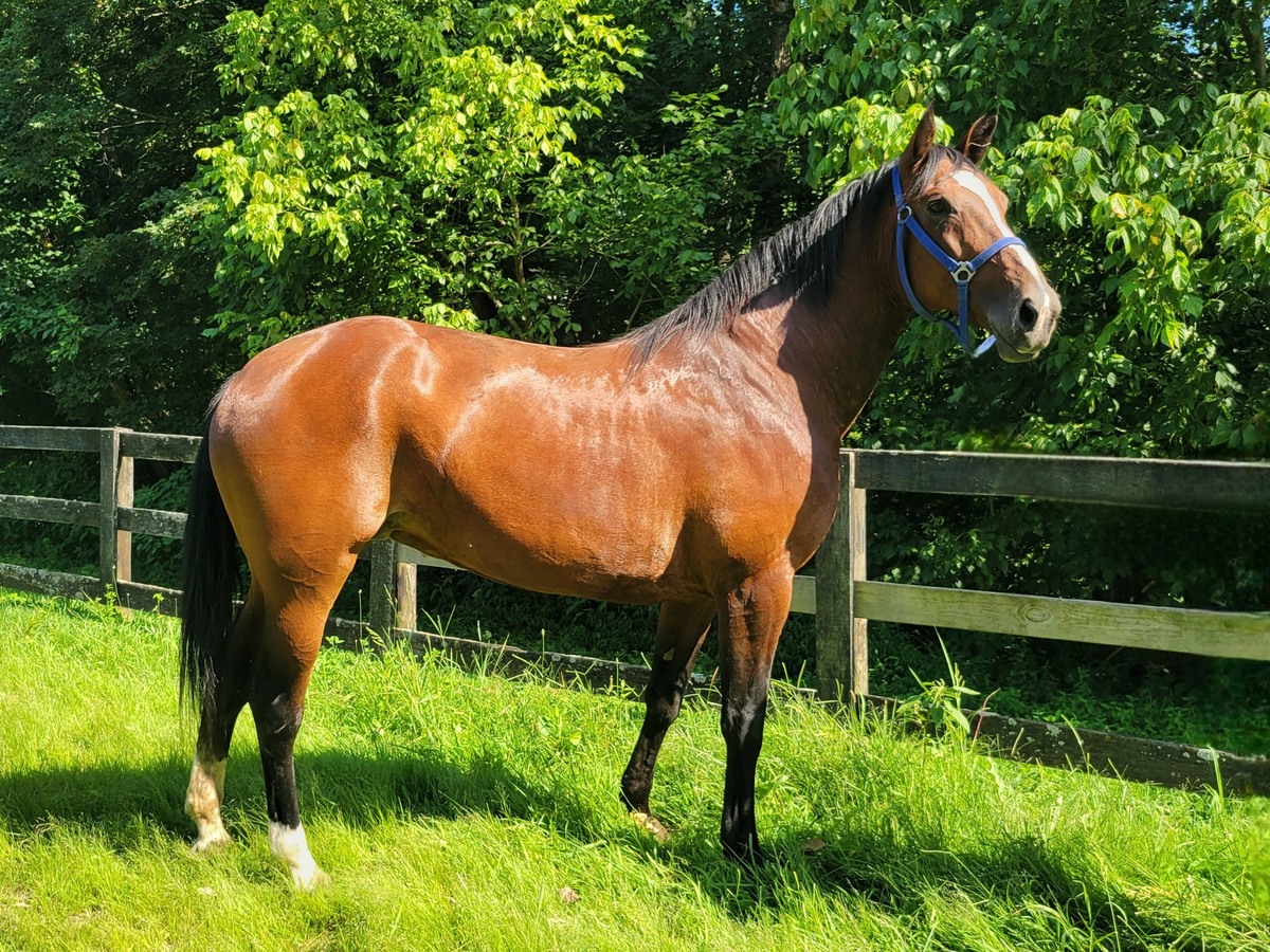 Lucia - Companion only, 16yo Standardbred mare, 16.2hh