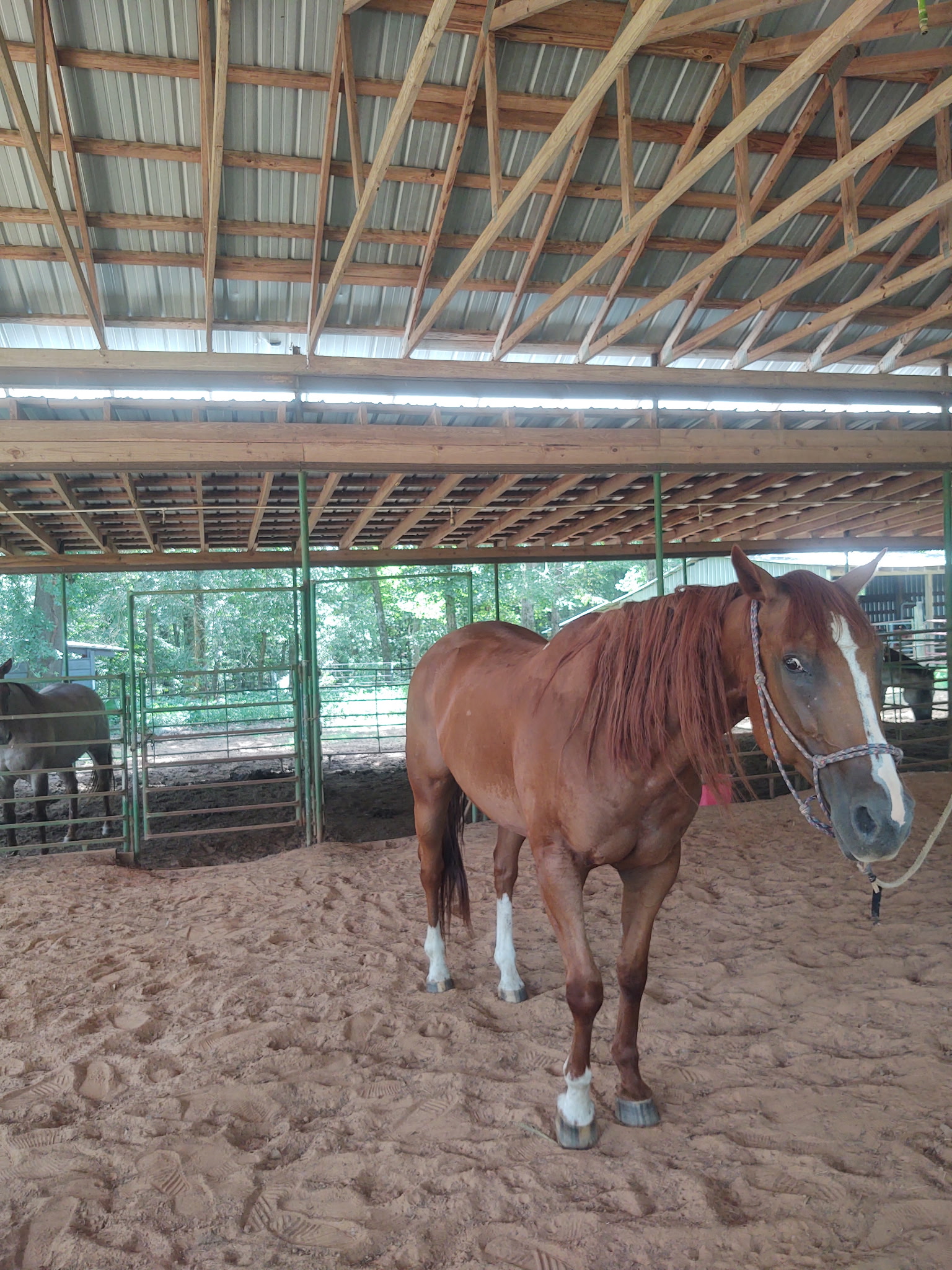 Gelding Calf Roping Horse, 18yo Quarter Horse gelding, 15.3hh