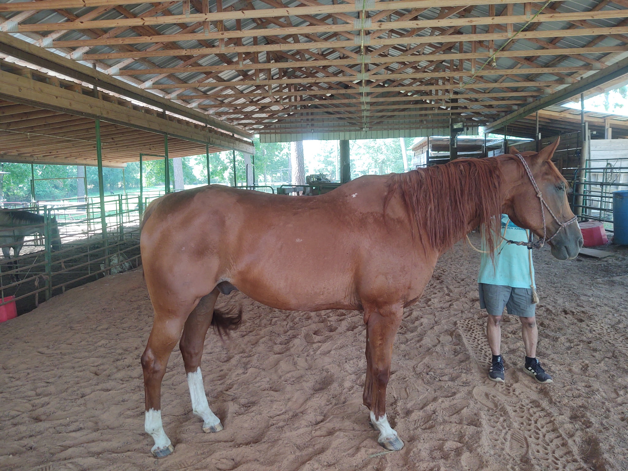 Gelding Calf Roping Horse, 18yo Quarter Horse gelding, 15.3hh
