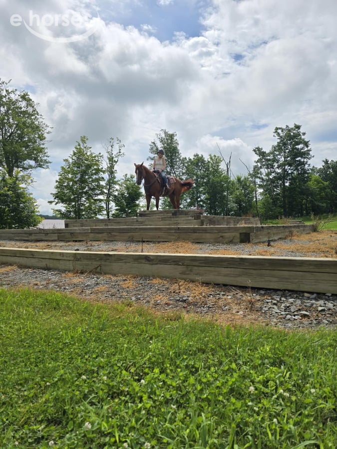American Quarter Horse, 5yo American Quarter Horse gelding, 14.3hh