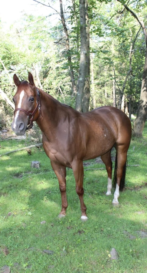 American Quarter Horse, 5yo American Quarter Horse gelding, 14.3hh
