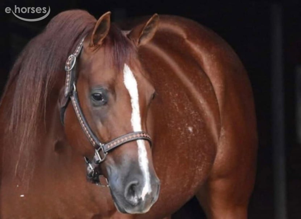 American Quarter Horse, 5yo American Quarter Horse gelding, 14.3hh