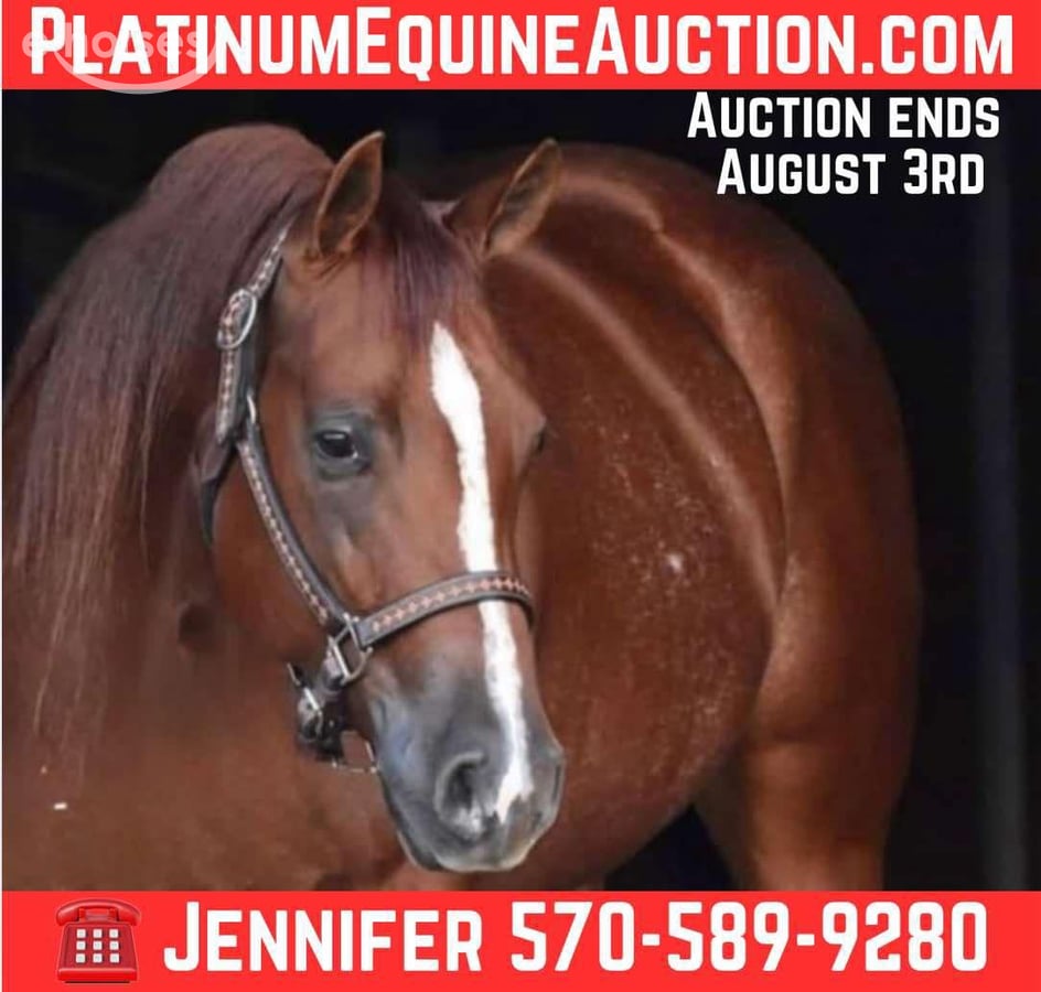American Quarter Horse, 5yo American Quarter Horse gelding, 14.3hh