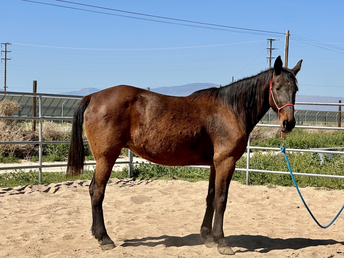 Cosmos Beauty, 23yo Standardbred mare, 16.0hh