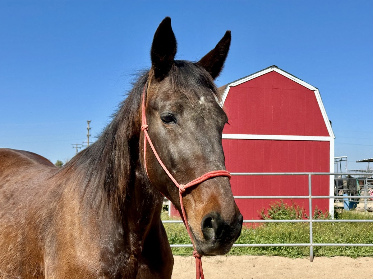 Cosmos Beauty, 23yo Standardbred mare, 16.0hh