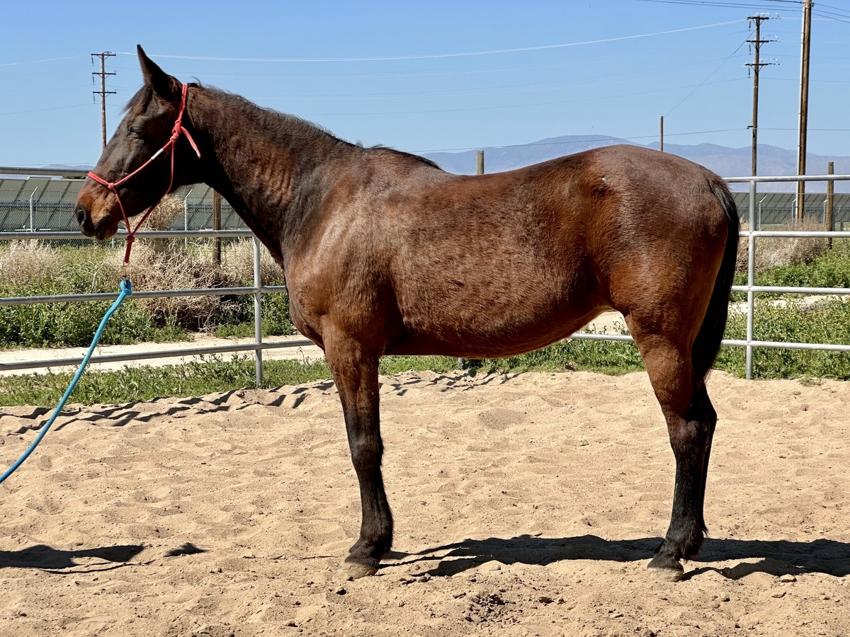 Cosmos Beauty, 23yo Standardbred mare, 16.0hh