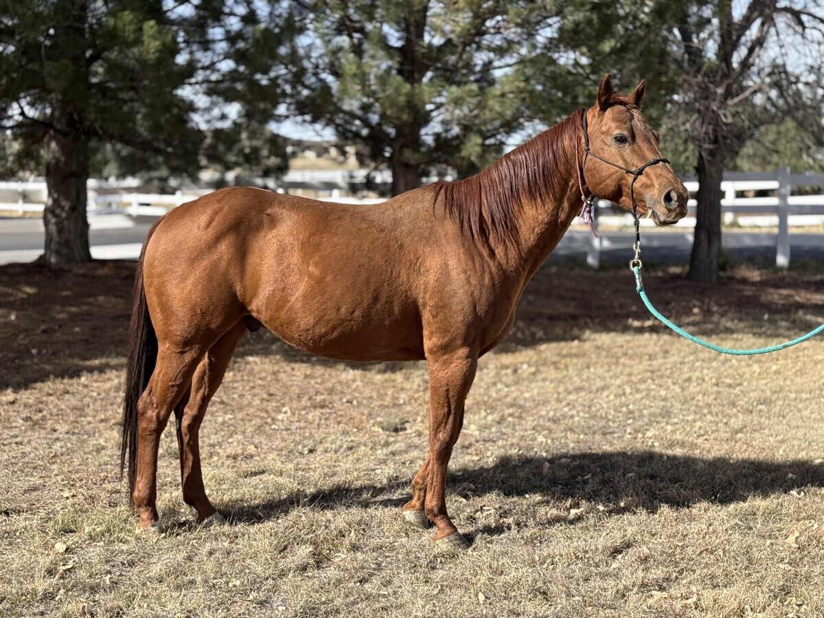 Megaphone, 8yo gelding, 14.2hh