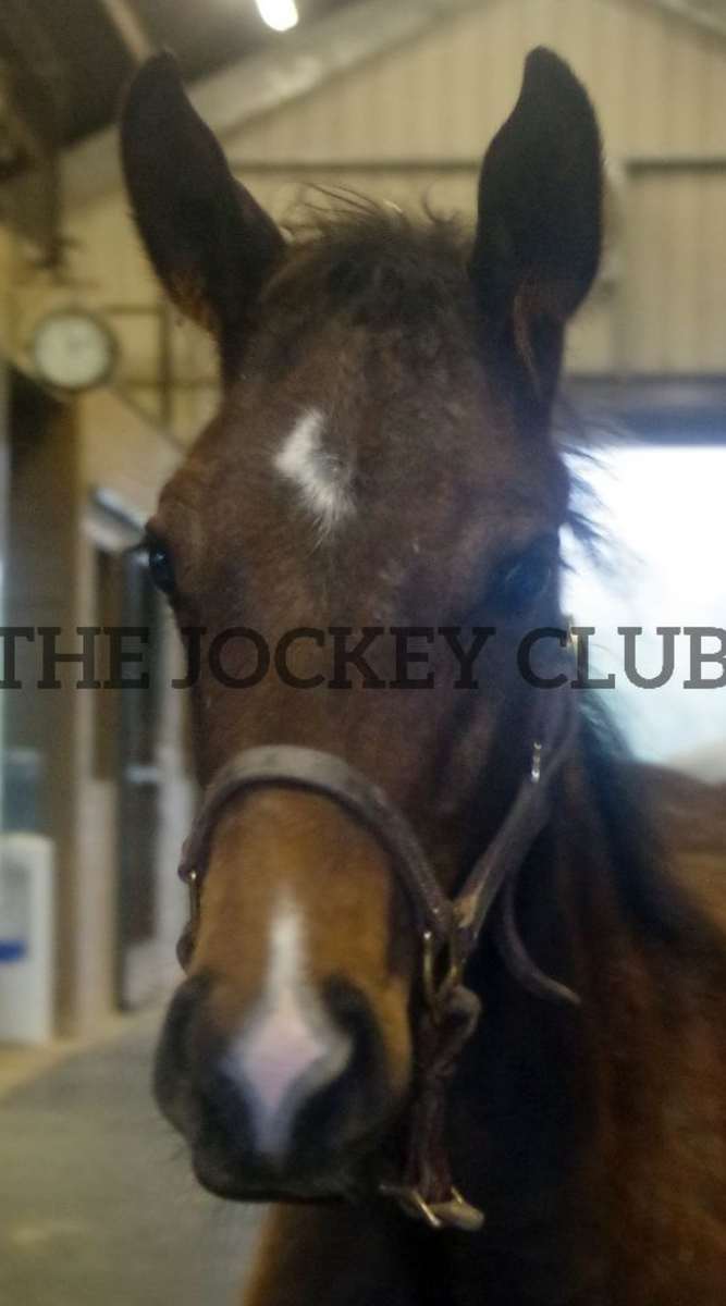 The Joker, 5yo Thoroughbred gelding, 16.0hh