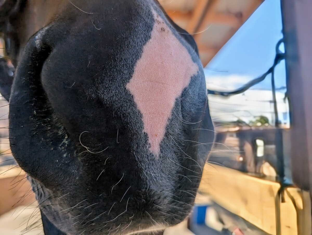 The Joker, 5yo Thoroughbred gelding, 16.0hh