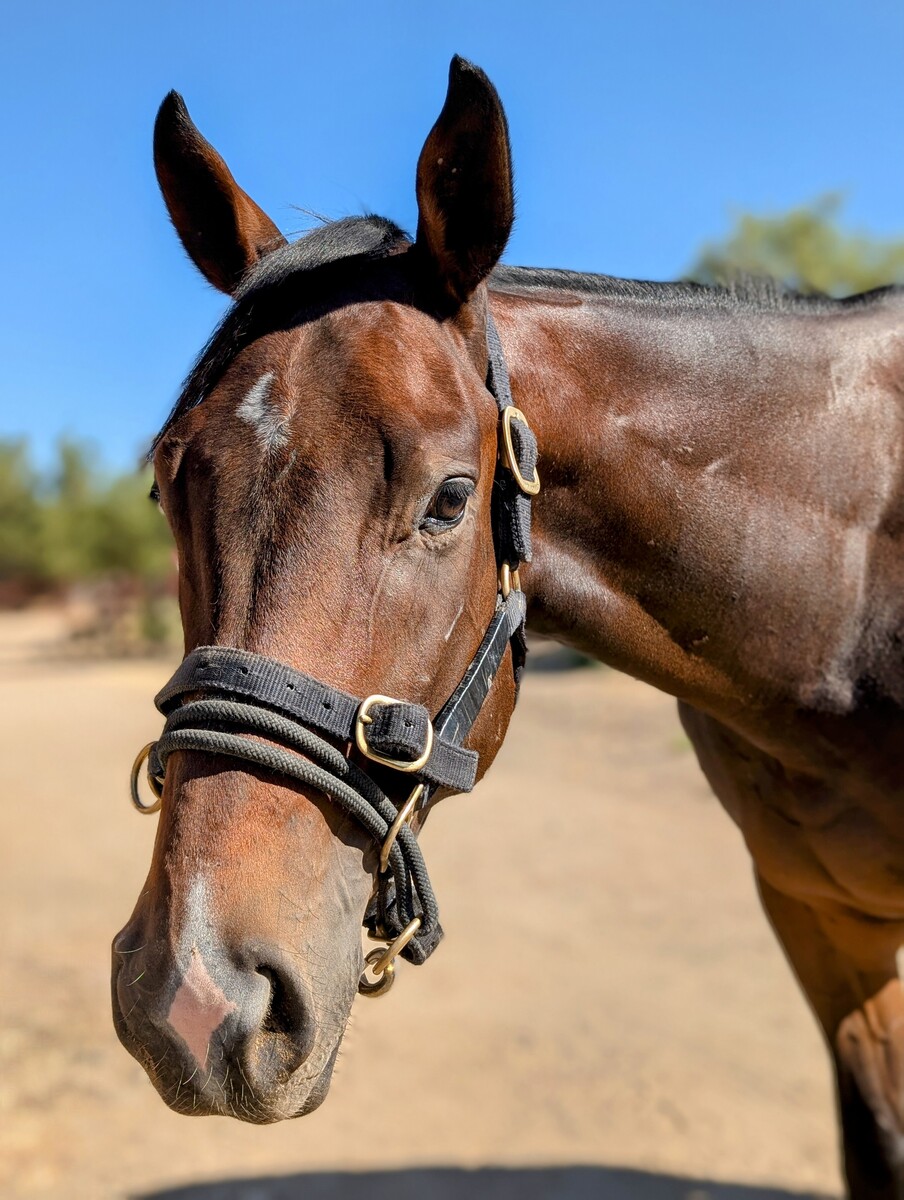The Joker, 5yo Thoroughbred gelding, 16.0hh