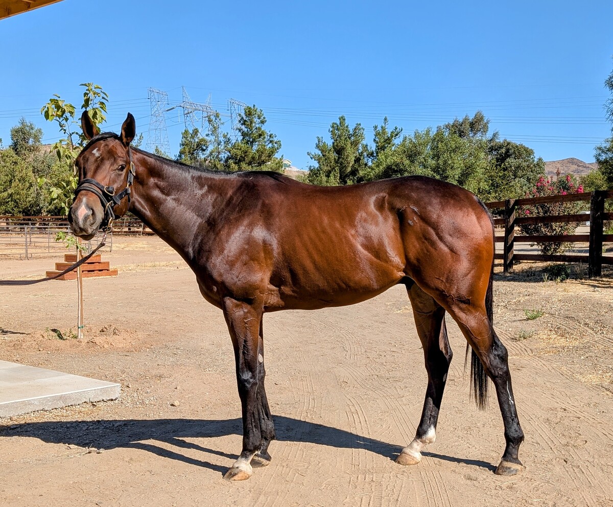 The Joker, 5yo Thoroughbred gelding, 16.0hh