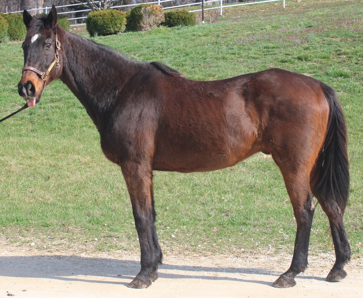 Ray, 25yo Thoroughbred gelding, 16.2hh