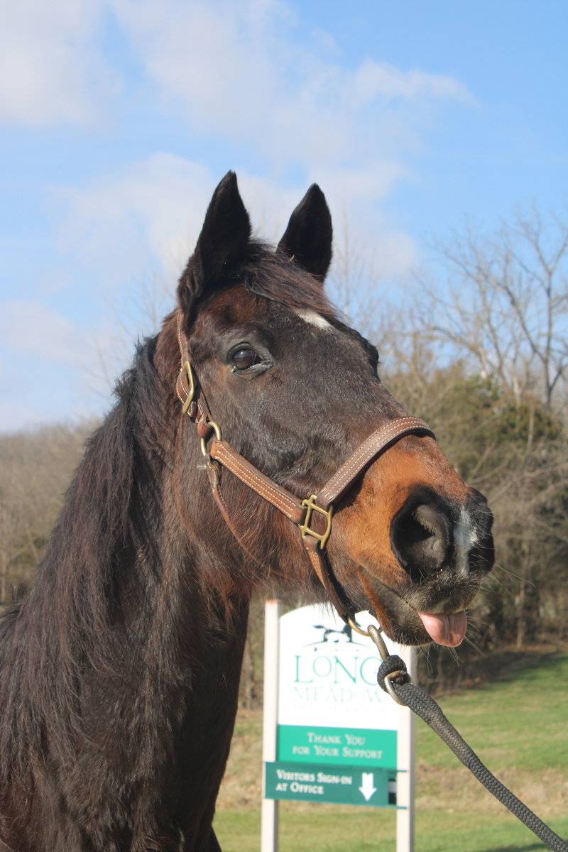 Ray, 25yo Thoroughbred gelding, 16.2hh
