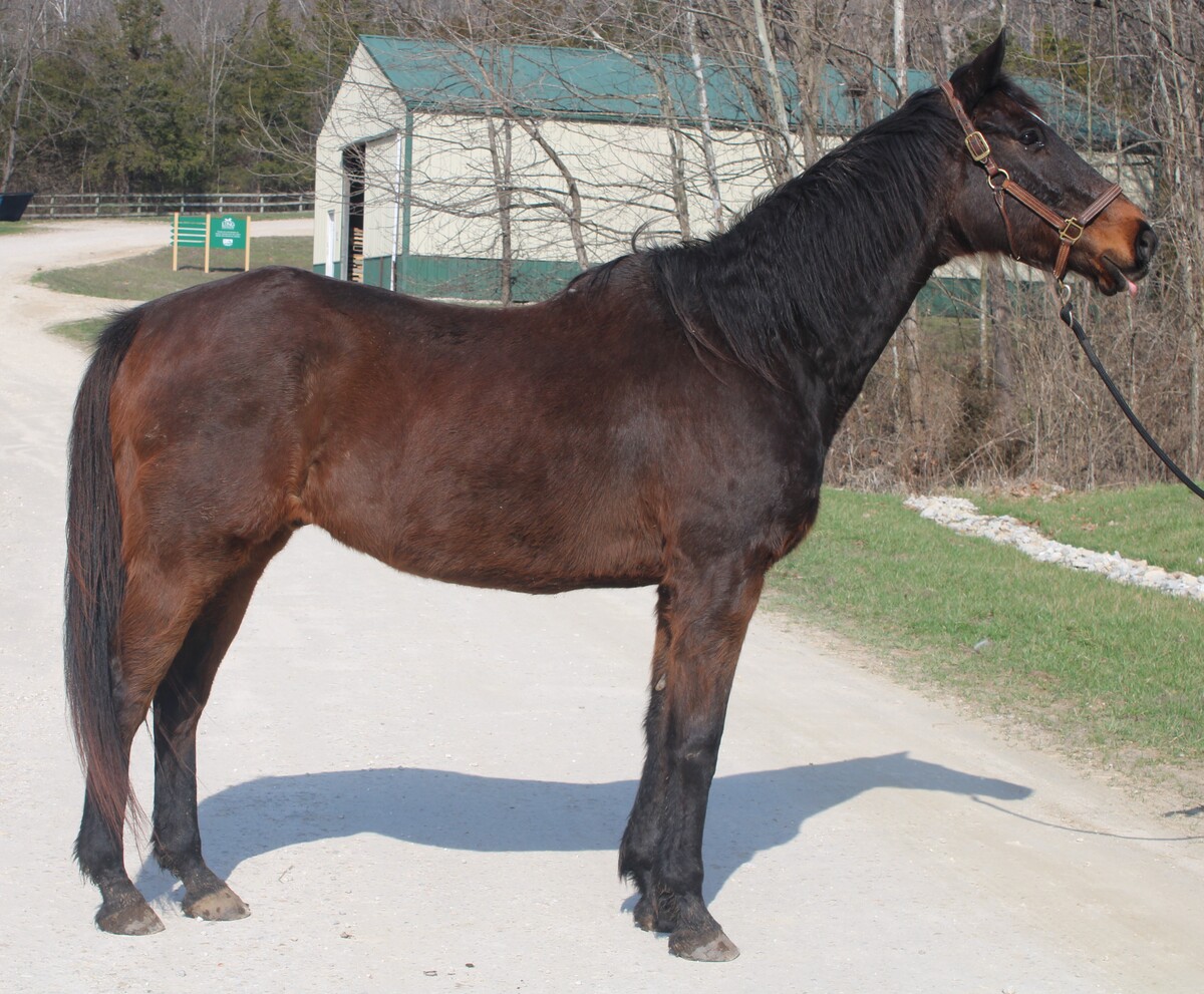 Ray, 25yo Thoroughbred gelding, 16.2hh