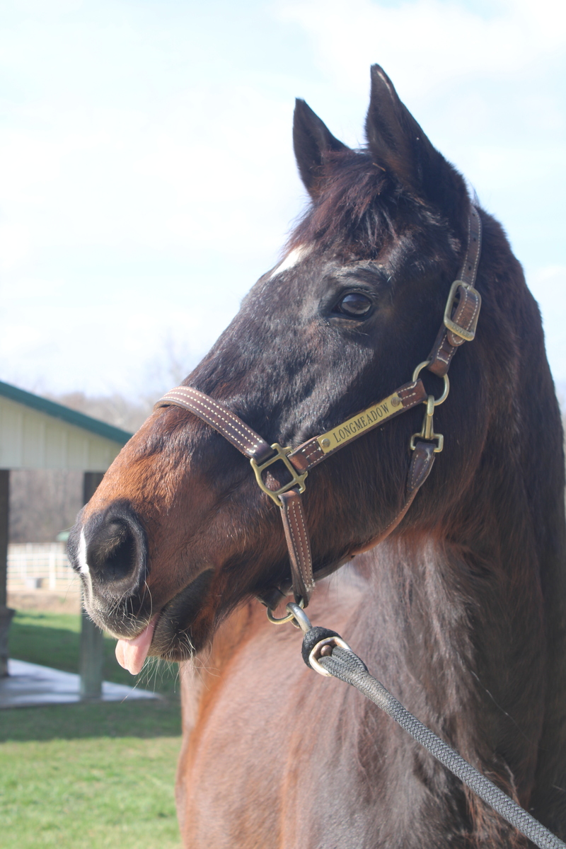 Ray, 25yo Thoroughbred gelding, 16.2hh