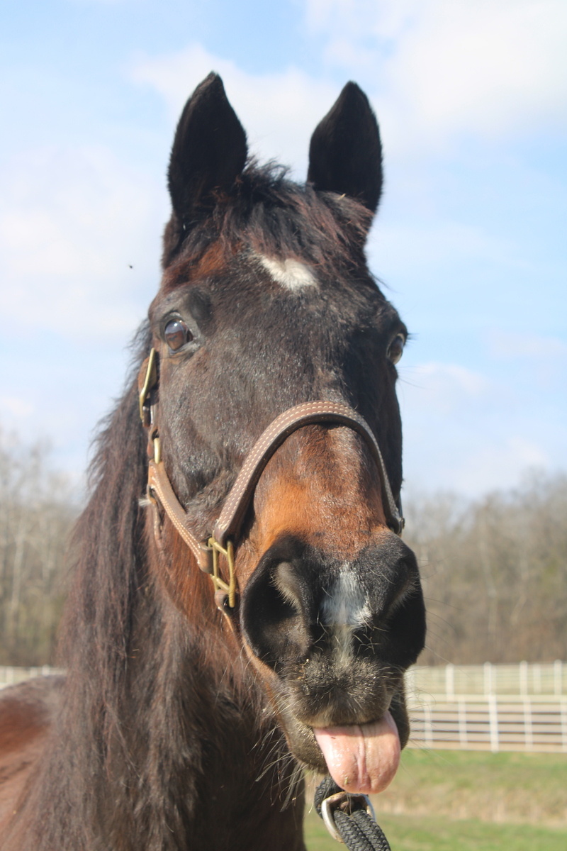 Ray, 25yo Thoroughbred gelding, 16.2hh