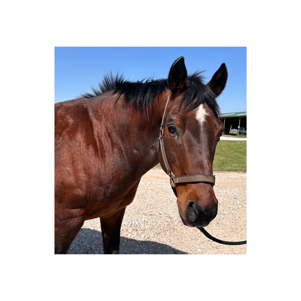 Rolex, 25yo American Quarter Horse gelding, 14.1hh