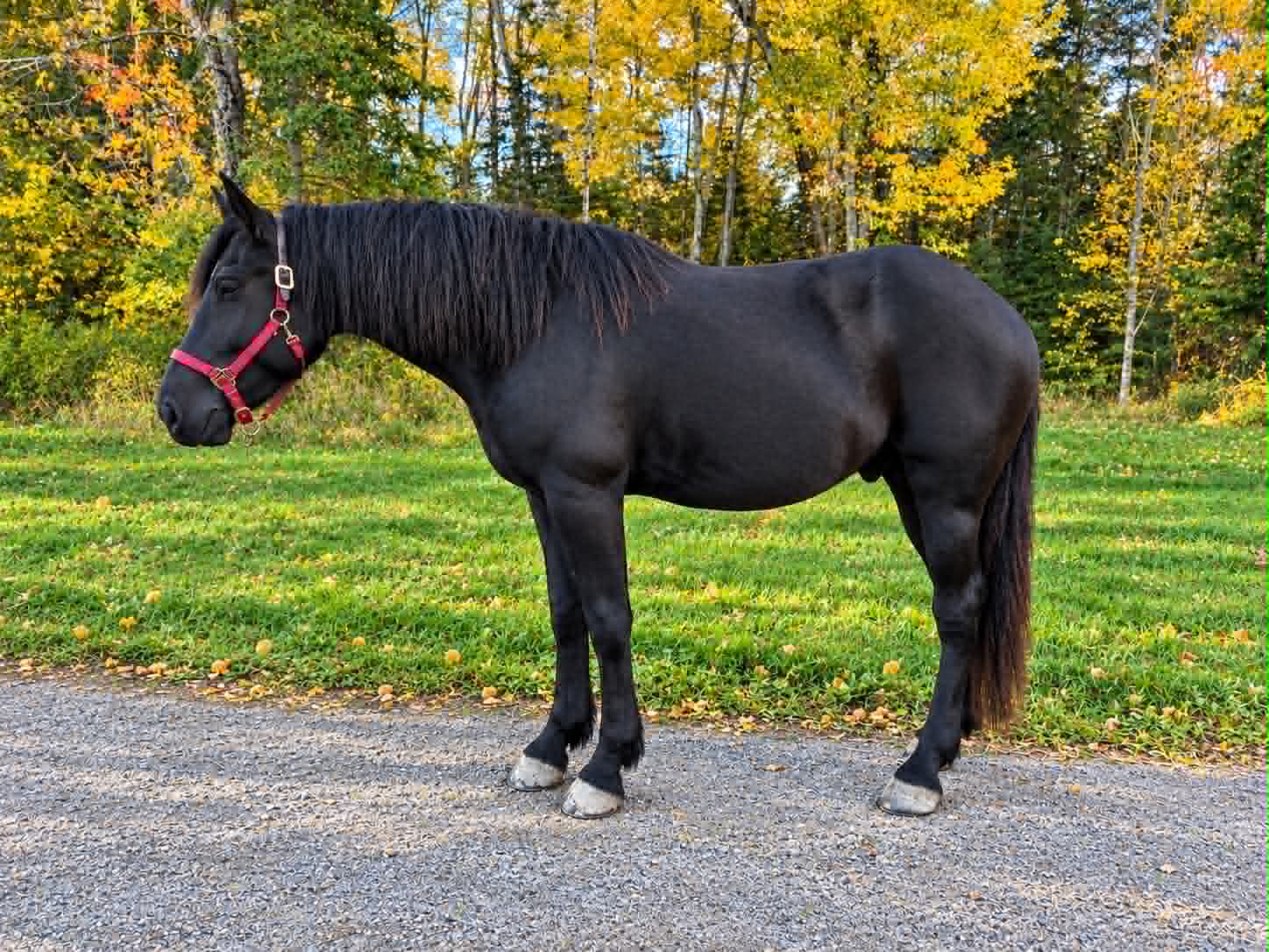 Onyx, 5yo Percheron gelding, 16.1hh