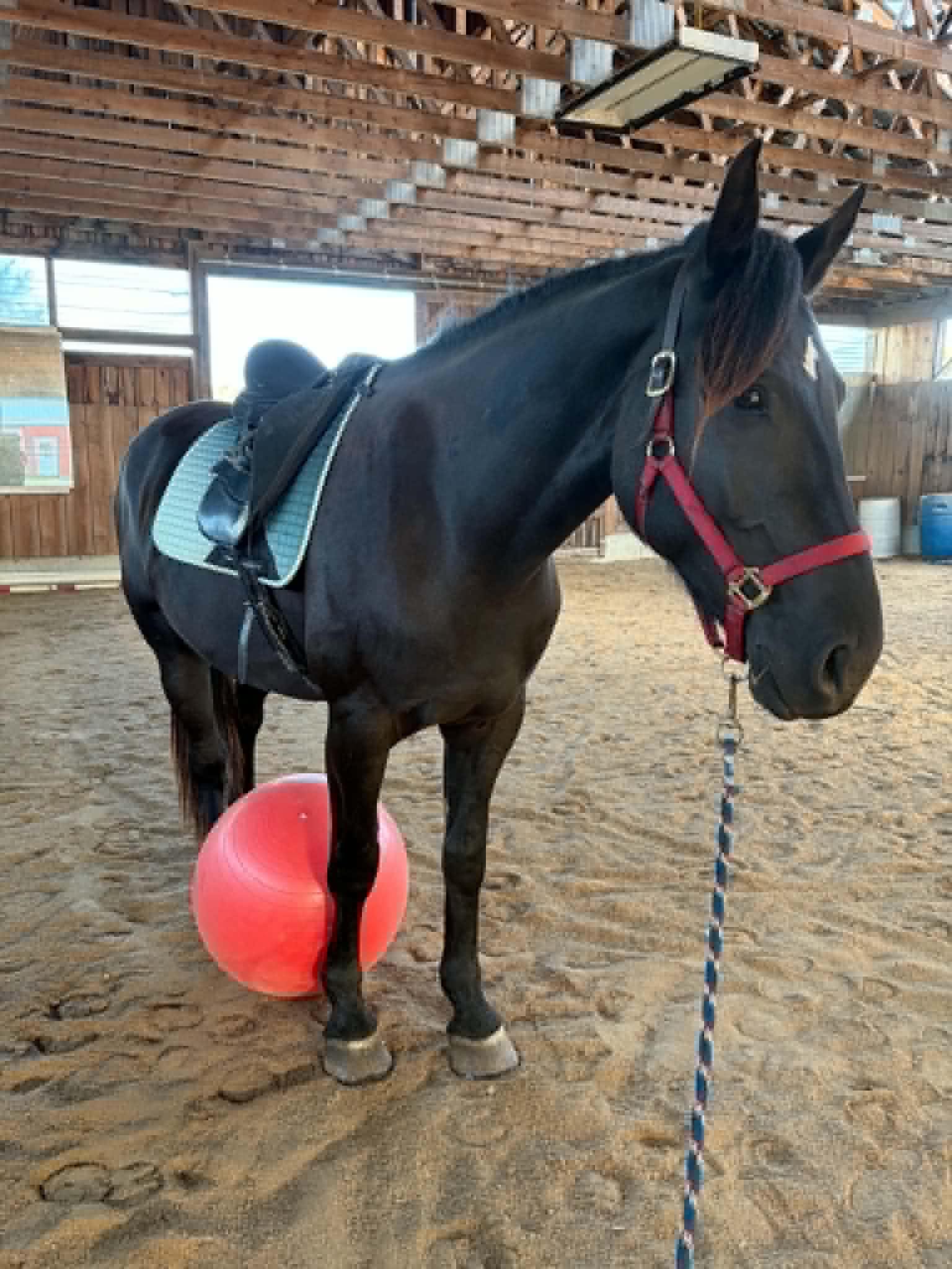 Onyx, 5yo Percheron gelding, 16.1hh