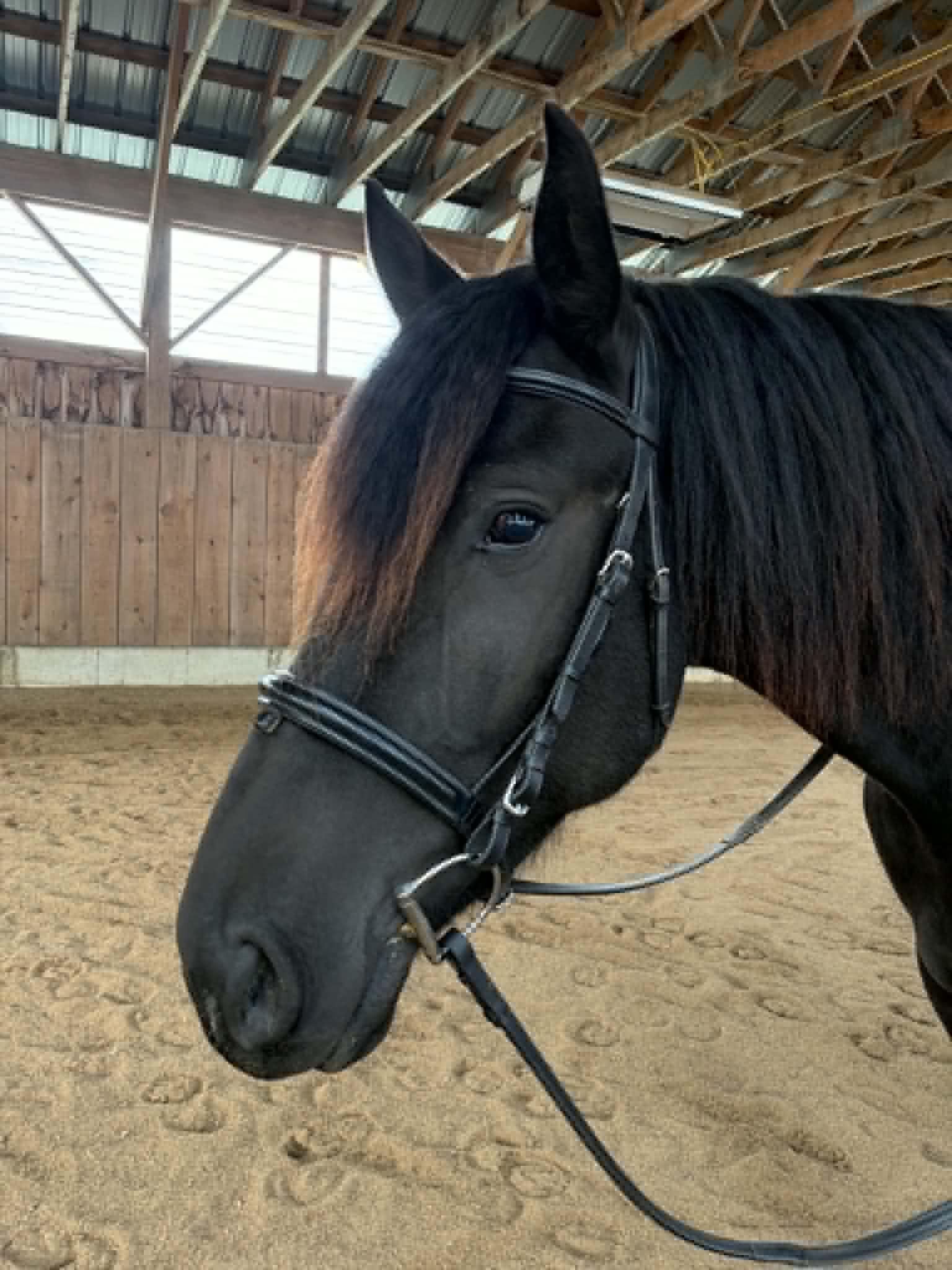 Onyx, 5yo Percheron gelding, 16.1hh