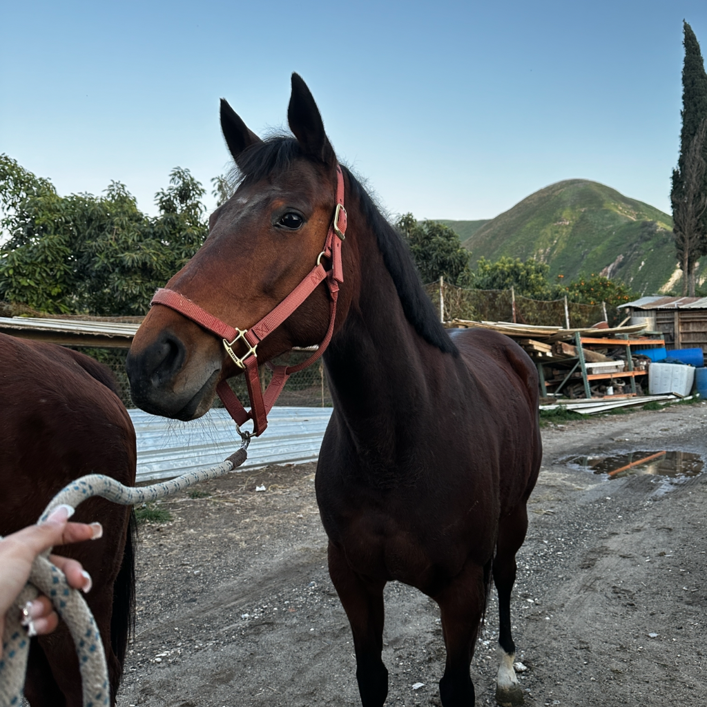 Toro Horse, 7yo Thoroughbred mare, 16.2hh