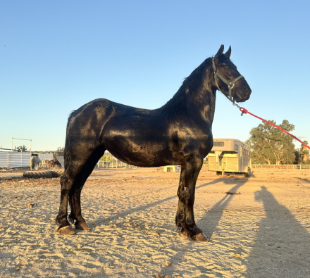 A. Shanti Mahay (Athena), 2yo Friesian mare, 15.2hh