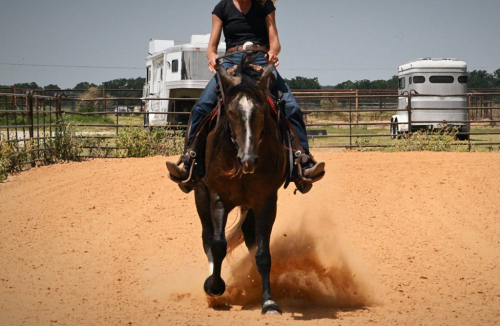 DUNNITWITHACES (ACE), 10yo AQHA Quarter Horse gelding, 14.3hh