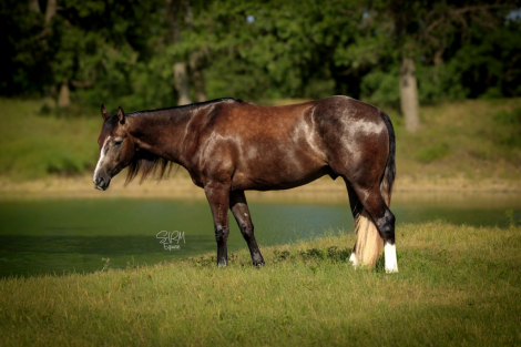 DUNNITWITHACES (ACE), 10yo AQHA Quarter Horse gelding, 14.3hh